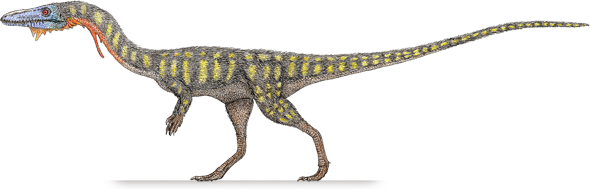 coelophysis