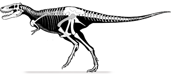 Nanotyrannus Jane nanotyrannus.png