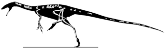 Coelurosaur