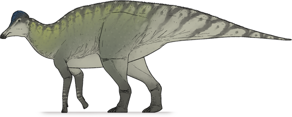 corythosaurus corythosaurus