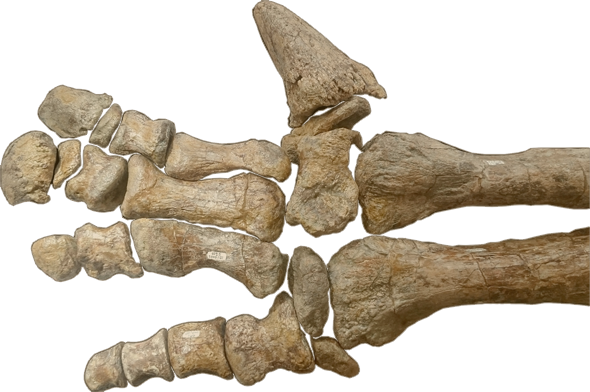 magnamanus