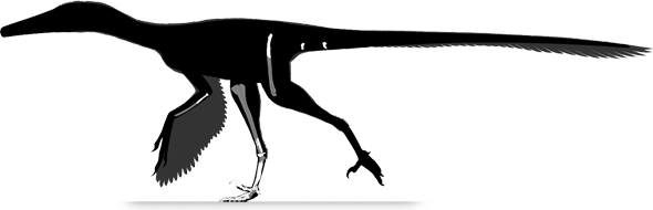 neuquenraptor