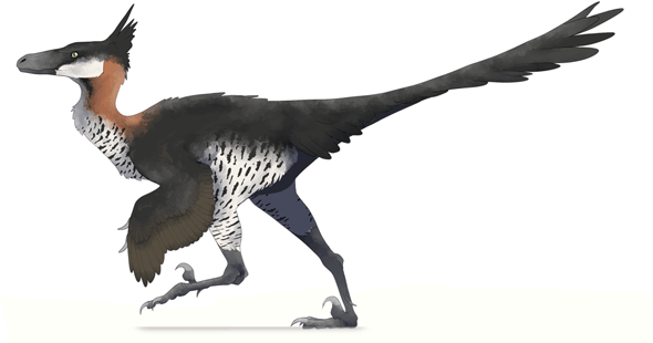 Saurornithoides mongoliensis: DinoChecker Dinosaur Gallery