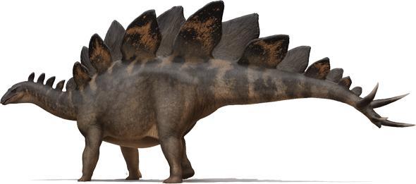 Stegosaurus stenops