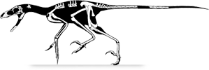 bambiraptor-holotype.png