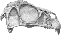 incisivosaurus-skull.png
