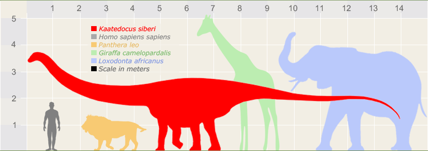 kaatedocus size