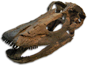 Kaatedocus skull from Tschopp & Mateus, 2012