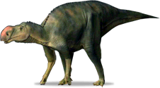 latirhinus.png