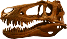 nanotyrannus.png
