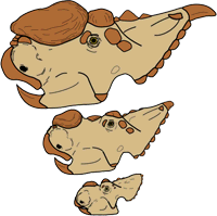 pachyrhinosaurus perotorum boss