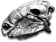 panaplosaurus skull