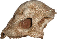 prenocephale-skull.png