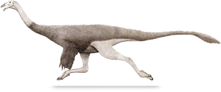 saltillomimus.png