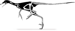 sinornithoides